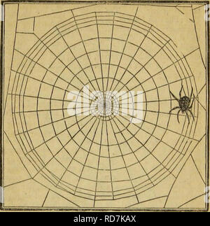 . Insekt Architektur. Insekten. 359. Geometrische Net von lipeira Diadema. Linien sind nicht einfach, aber in Form eines Y, gab ihr die zusätzliche Sicherheit der zwei Anlagen statt einer. Bei der Konstruktion der Körper des Net, die re-beschriftbare Umstand ist über ihre Glieder als Maßnahme, die Entfernungen von ihren Radien oder Rad zu regulieren - Speichen und Das runde Gitter verwoben. Diese sind folglich immer propor- len auf die Größe der Spinne. Sie nimmt oft bis Ihr Bahnhof im Zentrum, aber nicht immer, obwohl es so durch ungenaue Autoren gesagt wird; für sie als Fre- Lur Stockfoto