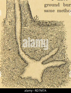 . Amerikanische spinnen und ihre Spinnen. Eine natürliche Geschichte der orbweaving Spinnen der Vereinigten Staaten, insbesondere im Hinblick auf ihre Branche und Gewohnheiten. Spinnen. 326 amerikanischen Spinnen und ihre SPINNINGWORK.. Spinndüsen, nicht verwoben mit Ihnen. M^' Henne eine ausreichende Zahl hat die original Rahmen festgelegt worden von der wiederholten Spinning und schlagen Maßnahmen der Spinne, das Ganze präsentiert das Aussehen einer Verdickten Blatt wrought in Form einer Röhre. (Abb. 310.) Ich habe das overspinning hat ein zu Boden Graben von einem Purseweb in einem Glas beobachtet. Die gleiche Methode wurde befolgt, ex Stockfoto