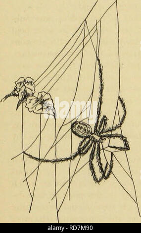 . Amerikanische spinnen und ihre Spinnen. Eine natürliche Geschichte der orbweaving Spinnen der Vereinigten Staaten, insbesondere im Hinblick auf ihre Branche und Gewohnheiten. Spinnen. Tod Mode von Secunda. Mami, und ein Grab inmitten der verschlungenen Ranken von duftenden Geißblatt. Nicht eine unerwünschte Art von Tod und Begräbnis. Das zweite Beispiel, tlie Secunda meiner Notizen, liung auf einem anipc - lopsis Rebsorten gegen die Kapelle an der Wand. Ich zitiere mein Journal: ", ... Für zwei Tage, 28. September, hat sie absolut inaktiv aufgehängt. Gestern habe ich sie berührt, und sie nur geringfügig bewegt ihr Vorderteil Beine, sanken dann wieder in Stockfoto