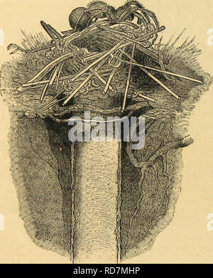 . Amerikanische spinnen und ihre Spinnen. Eine natürliche Geschichte der orbweaving Spinnen der Vereinigten Staaten, insbesondere im Hinblick auf ihre Branche und Gewohnheiten. Spinnen. 314 amerikanischen Spinnen und ihre SPINNINGWORK. Die gleiche aranead, bei dem Aufbau, der am Ufer des Meeres, werden intelligente Anpassung in der Verwendung des Materials zur Hand zeigen. Ich habe oft gefunden ihr Burrow, wenn Sie in den Sand gegraben, mit einem Kurs oder der kleinen Quarz Steine rund um die Felge, auf die vorgesehenen zwei, als eine Art Foundation, die übliche Schornstein oder Revolver von Pailletten angehoben werden. Wenn man Schub ein Zweig, der Graben, der geht Stockfoto