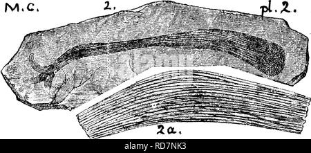 . Ein Wörterbuch der Fossilien von Pennsylvania und Nachbarstaaten in die Berichte und Kataloge der Umfrage benannt... Paläontologie. 333 Links.. 859-10 (sehr schlecht); 859-11 (drei Exemplare von einigen Noch unbeziffert Arten); 861-21 (groß); alle oben in Sher-Wood's Sammlung von Bradford und Tioga Grafschaften. 864-1 (zwei Exemplare, von allen Arten von HalPs herausgefunden?) von der Lafayette und großen Slums Straße, McKean Co - Auch 883-4 (Eindruck) Koulette, Potter Co., Chemung^ VIIIg. Leptodesma? Nicht Avicula. Rogers, S. 829, f 678, wie auf Seite 162 oben. (J. H.) Leptomitus zi Stockfoto