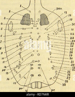 . Amerikanische spinnen und ihre Spinnen. Eine natürliche Geschichte der orbweaving Spinnen der Vereinigten Staaten, insbesondere im Hinblick auf ihre Branche und Gewohnheiten. Spinnen. Mauser GEWOHNHEITEN DER spinnen. 113 Diese gibt es eine große Anzahl von Punkten für die unmittelbare Einfügung der Muskeln auf die Nagelhaut ohne Verdickung der chitine an diesem Punkt. Wie konformationen sind auf der dorsalen Seite des Abdomen beobachtet. Diese sind in der Nähe der lokalen Verdickungen Der chitine an den inser- rung der dorso-ventralen Muskeln, o und im Intervall besteht zwischen den Leitungen der örtlichen Dick-Eni Stockfoto