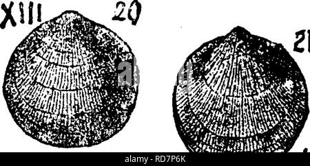 . Ein Wörterbuch der Fossilien von Pennsylvania und Nachbarstaaten in die Berichte und Kataloge der Umfrage benannt... Paläontologie. . Bitte beachten Sie, dass diese Bilder sind von der gescannten Seite Bilder, die digital für die Lesbarkeit verbessert haben mögen - Färbung und Aussehen dieser Abbildungen können nicht perfekt dem Original ähneln. extrahiert. Lesley, J. S. (J. Peter), 1819-1903; Pennsylvania. Kollegium der Kommissionsmitglieder für die Zweite Geological Survey. Harrisburg, Vorstand der Kommissare für die Geologische Übersicht Stockfoto