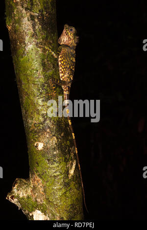 Borneo Anglehead Lizard (Gonocephalus bornensis) klettert in Sabah auf den Regenwald Stockfoto