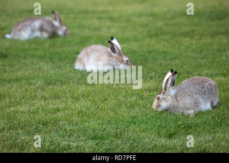 Drei weiße tailed Hasen (Lepus townsendi) Beweidung auf städtischen Rasen Stockfoto