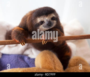 Baby brown-throated Drei-toed Sloth (Bradypus variegatus) während der Spielzeit im Kindergarten Bei einem faultier Heiligtum