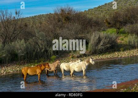 Wilde Pferde frei im Tonto National Forrest außerhalb von Phoenix, Arizona. Stockfoto