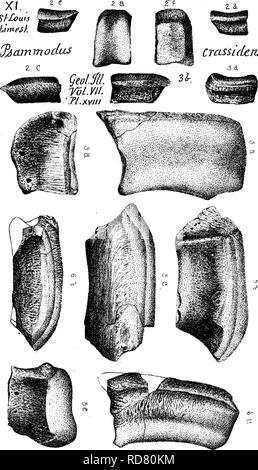 . Ein Wörterbuch der Fossilien von Pennsylvania und Nachbarstaaten in die Berichte und Kataloge der Umfrage benannt... Paläontologie. 785 PSAM. (Psanunodus crassidens, Fortsetzung) 0^ bin Mo decs geolSlL rdL. YlL CrassutcJis.. Bitte beachten Sie, dass diese Bilder sind von der gescannten Seite Bilder, die digital für die Lesbarkeit verbessert haben mögen - Färbung und Aussehen dieser Abbildungen können nicht perfekt dem Original ähneln. extrahiert. Lesley, J. S. (J. Peter), 1819-1903; Pennsylvania. Kollegium der Kommissionsmitglieder für die Zweite Geological Survey. Harrisburg, Vorstand der Kommissionsmitglieder für die Ge Stockfoto