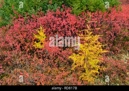 Barrenground Vegetation im Herbst in der Nähe von Ennadai Lake - schwarze Fichte, Lärche, Blaubeere, Arktis Haven Lodge, Ennadai Lake, Nunavut, Kanada Stockfoto