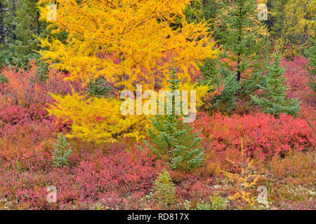 Barrenground Vegetation im Herbst in der Nähe von Ennadai Lake - schwarze Fichte, Lärche, Blaubeere, Arktis Haven Lodge, Ennadai Lake, Nunavut, Kanada Stockfoto