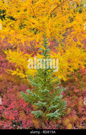 Barrenground Vegetation im Herbst in der Nähe von Ennadai Lake - schwarze Fichte, Lärche, Arktis Haven Lodge, Ennadai Lake, Nunavut, Kanada Stockfoto