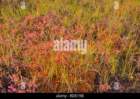 Barrenground Vegetation im Herbst in der Nähe von Ennadai Lake - Lärche, Blaubeere, Arktis Haven Lodge, Ennadai Lake, Nunavut, Kanada Stockfoto