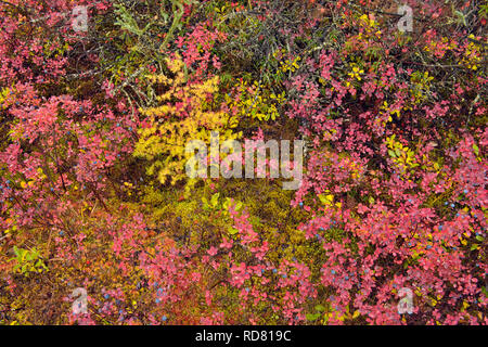 Barrenground Vegetation im Herbst in der Nähe von Ennadai Lake - Lärche, Blaubeere, Arktis Haven Lodge, Ennadai Lake, Nunavut, Kanada Stockfoto