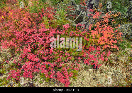 Barrenground Vegetation im Herbst in der Nähe von Ennadai Lake - schwarze Fichte, Blaubeere, Arktis Haven Lodge, Ennadai Lake, Nunavut, Kanada Stockfoto