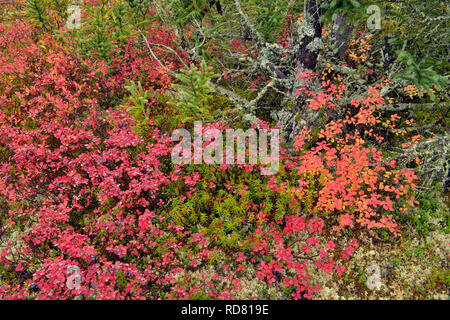 Barrenground Vegetation im Herbst in der Nähe von Ennadai Lake - schwarze Fichte, Blaubeere, Arktis Haven Lodge, Ennadai Lake, Nunavut, Kanada Stockfoto