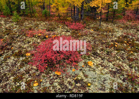 Barrenground Vegetation im Herbst in der Nähe von Ennadai Lake - Pilze Willow, Heidelbeere und Flechten, Arktis Haven Lodge, Ennadai Lake, Nunavut, Kanada Stockfoto
