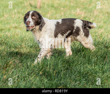 English Springer Spaniel Stockfoto