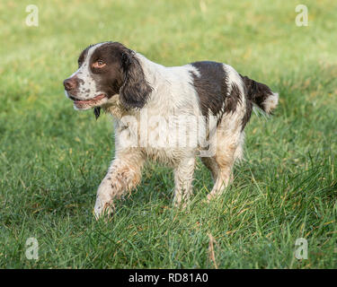 Springer Spaniel auf einem Spaziergang Stockfoto