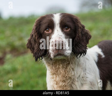 English Springer Spaniel Stockfoto