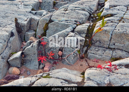 Strand Steine und Granit Felsen entlang Ennadai Lake Shoreline, Arktis Haven Lodge, Ennadai Lake, Nunavut, Kanada Stockfoto