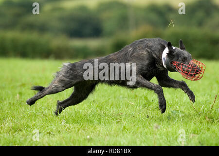 Windhunde, locken Coursing Stockfoto