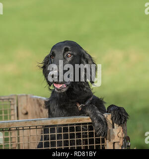 Flat coated retriever Stockfoto