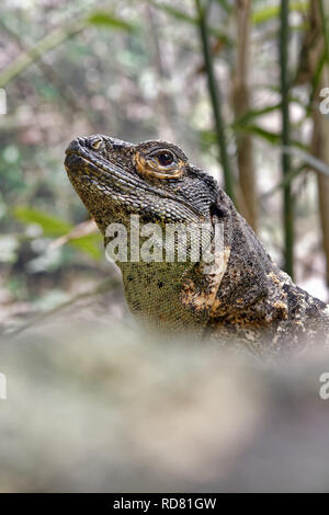 Schwarzen stacheligen-tailed Leguan - Ctenosaura similis Stockfoto
