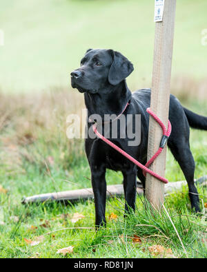 Schwarzer labrador Retriever auf einem Pheasant-Shoot Stockfoto