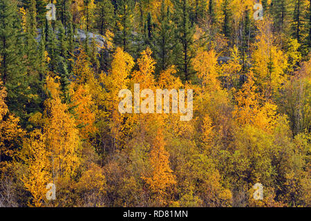 Herbst Espen auf einem Hügel mit Fichte, Yellowknife, Nordwest-Territorien, Kanada Stockfoto