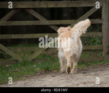 Golden Retriever Hund Stockfoto