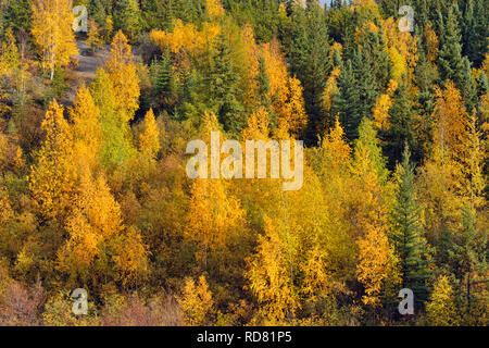 Herbst Espen auf einem Hügel mit Fichte, Yellowknife, Nordwest-Territorien, Kanada Stockfoto