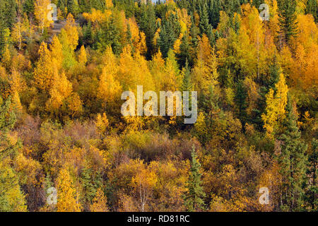 Herbst Espen auf einem Hügel mit Fichte, Yellowknife, Nordwest-Territorien, Kanada Stockfoto