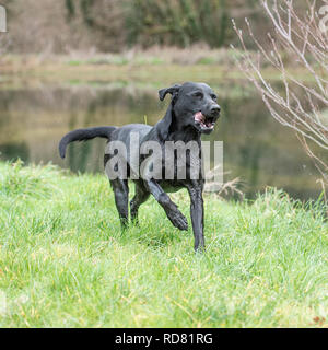 Schwarzer labrador Retriever auf einem Spaziergang Stockfoto