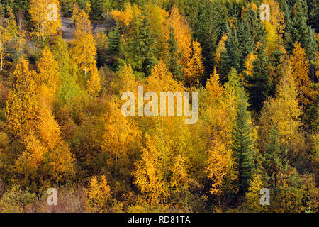 Herbst Espen auf einem Hügel mit Fichte, Yellowknife, Nordwest-Territorien, Kanada Stockfoto