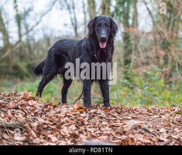 Flat coated retriever Stockfoto