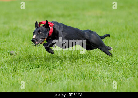 greyhound Hund, locken Coursing Stockfoto