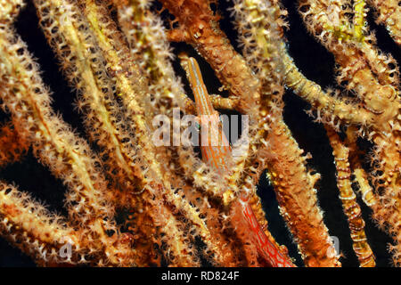 Longnose fischfreundschaften - Oxycirrhites typus Stockfoto