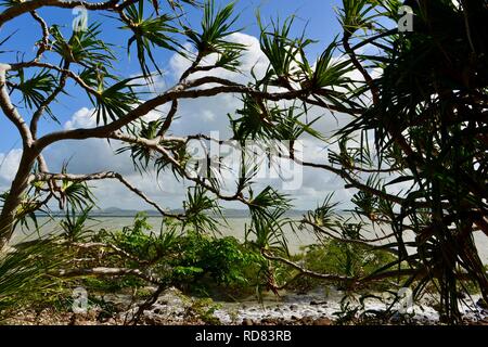 Das Meer wie durch Pandanusblätter gesehen, Yuibera Trail am Cape Hillsborough National Park, Queensland, Australien Stockfoto