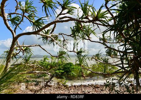 Das Meer wie durch Pandanusblätter gesehen, Yuibera Trail am Cape Hillsborough National Park, Queensland, Australien Stockfoto