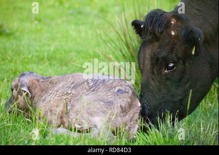 Welsh schwarze Kuh gerade geboren haben, zu einem Kreuz Charolais Kalb in der Wiese gezüchtet. Stockfoto