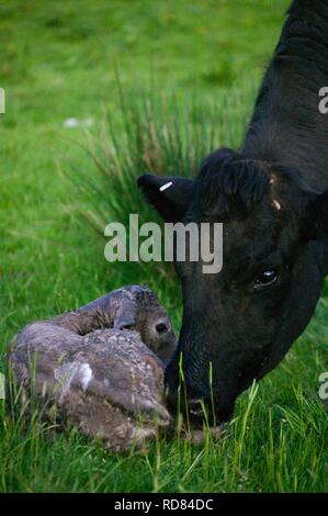 Welsh schwarze Kuh gerade geboren haben, zu einem Kreuz Charolais Kalb in der Wiese gezüchtet. Stockfoto