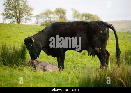 Welsh schwarze Kuh gerade geboren haben, zu einem Kreuz Charolais Kalb in der Wiese gezüchtet. Stockfoto