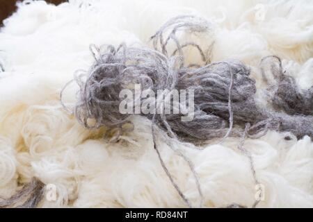 Weiße und graue wolle, nachdem sie aus gewebten Faden gesponnen worden, in Woollen Mill Stockfoto