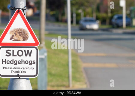 Igel (Erinaceus europaeus), Zeichen warnen nicht zu schnell zu fahren und gefährdete Igel, die versuchen, die Straße im städtischen Bereich zu töten. Stockfoto