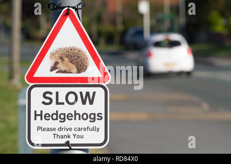 Igel (Erinaceus europaeus), Zeichen warnen nicht zu schnell zu fahren und gefährdete Igel, die versuchen, die Straße im städtischen Bereich zu töten. Stockfoto