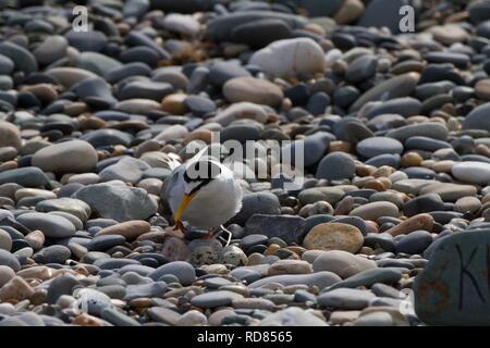 Zwergseeschwalbe (Sterna Albifrons) am Nest anreisen Fischerei auf Sandaal, ändern Indikatorarten für Klima. Nisten auf Schindel Grat. Stockfoto