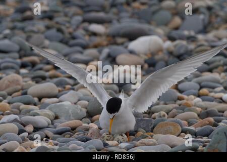 Zwergseeschwalbe (Sterna Albifrons) am Nest anreisen Fischerei auf Sandaal, ändern Indikatorarten für Klima. Nisten auf Schindel Grat. Stockfoto