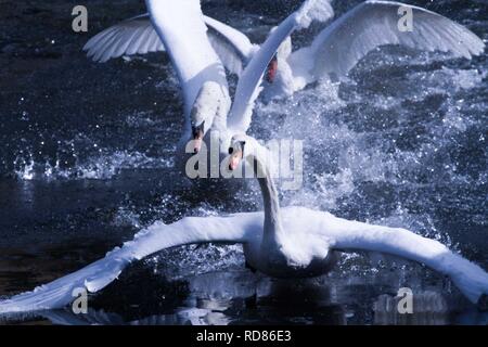 Aggressive Männliche (COB) Schwäne verteidigende Territorium gegen Rivalen auf dem Fluss wenig Ouse, Thetford Stockfoto