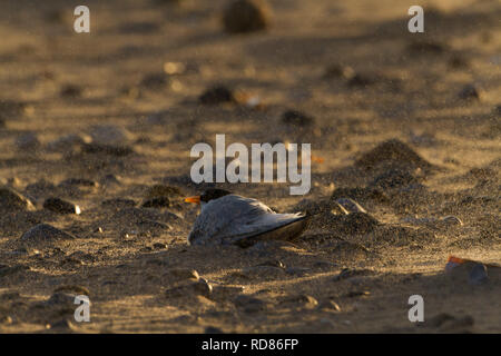 Zwergseeschwalbe (Sterna Albifrons) sitzen auf Eiern im Nest kratzen am Strand, bedroht durch starke Winde verursacht geblasenen Sand die potenziell zu desertieren Nest und Eiern von Sand bedeckt Vogel führen könnten. Stockfoto