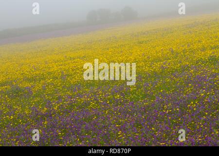 Mais Ringelblume (Chrysanthemum segetum) und Red Campion (Silene dioica)) im Nebel, seltene maisfeld wilde Pflanze, typisch für Ackerbau Landwirtschaft, gepflanzt und durch den National Trust, attractiveto wirbellose Tiere, insbesondere Schmetterlinge gefördert. Stockfoto